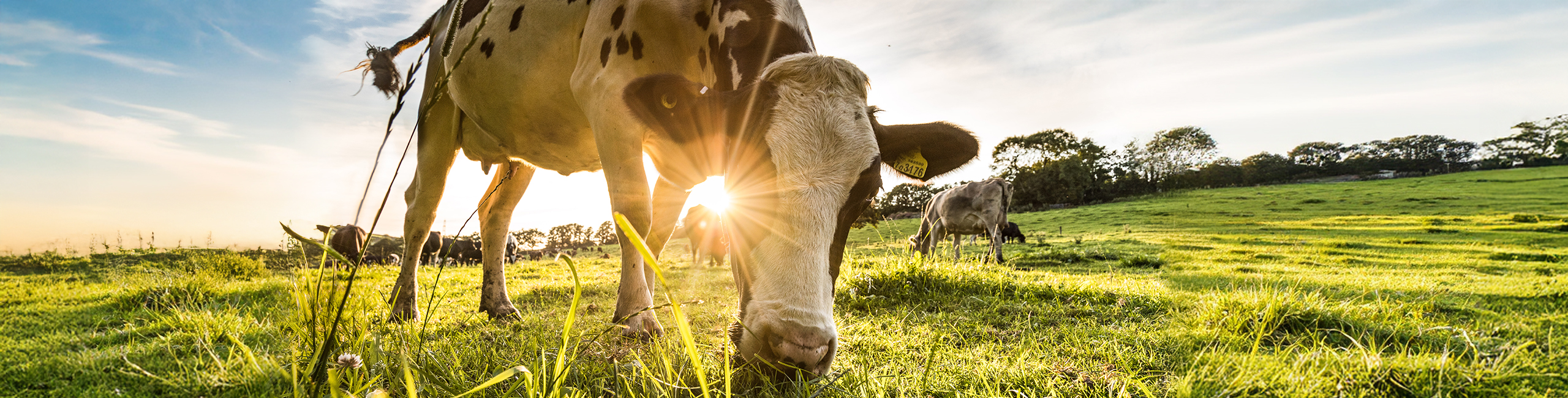 alm sonnenuntergang scaled